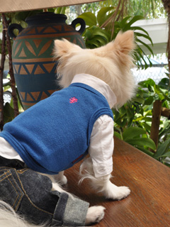 ウェア 日本製の犬服 & ハワイアン雑貨 Landy Larick Designs(ランディ 